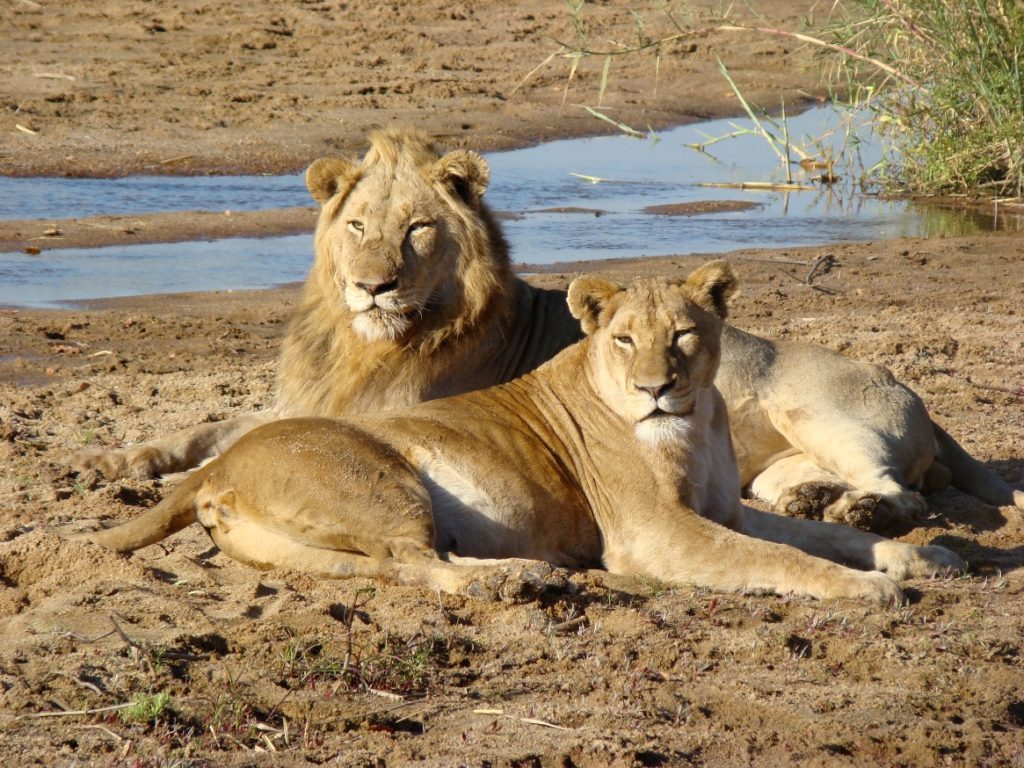 Lions Resting