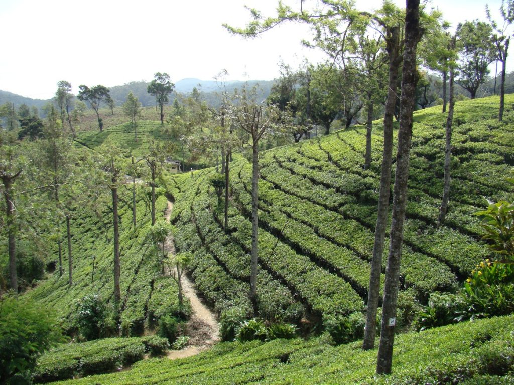 Tea estates at Nuwara Eliya