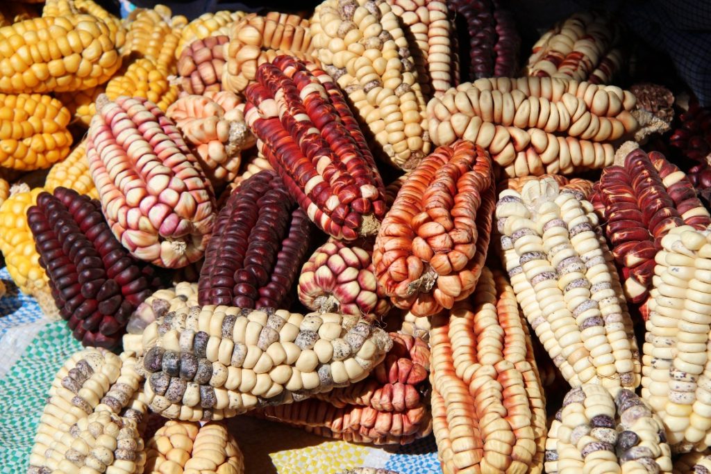Peru Corn