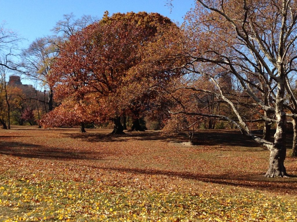 Storm King Park in Fall
