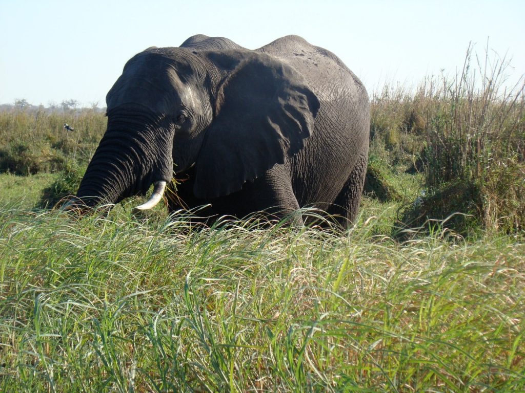 Elephant by the Grass