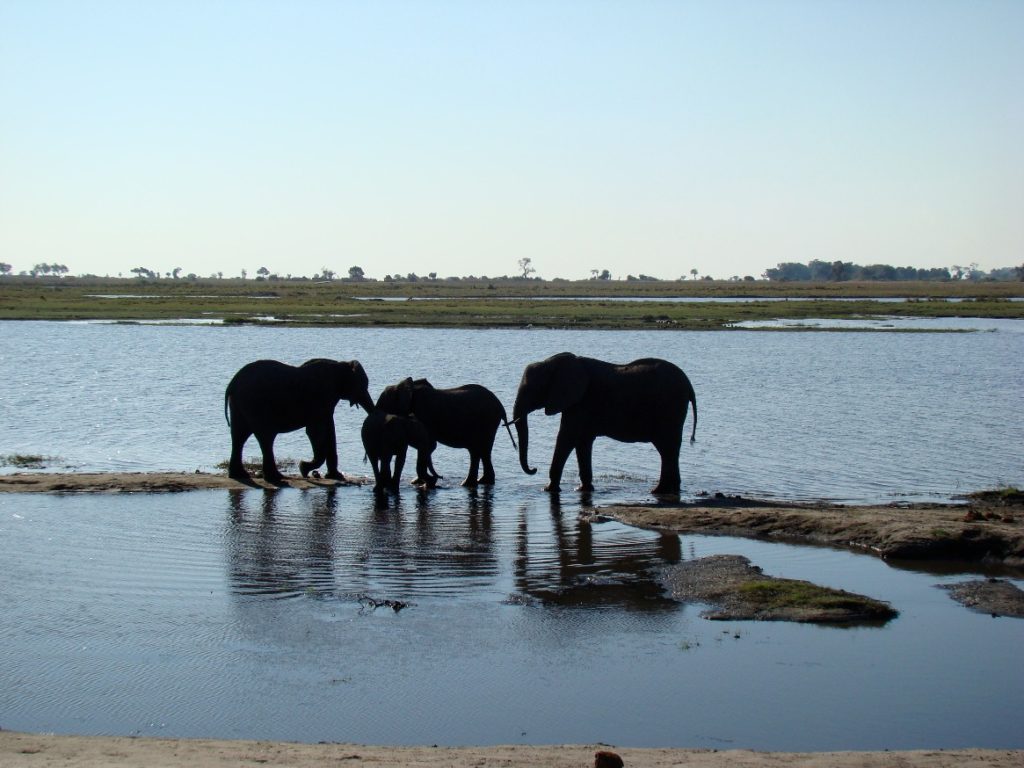 Elephants on Delta