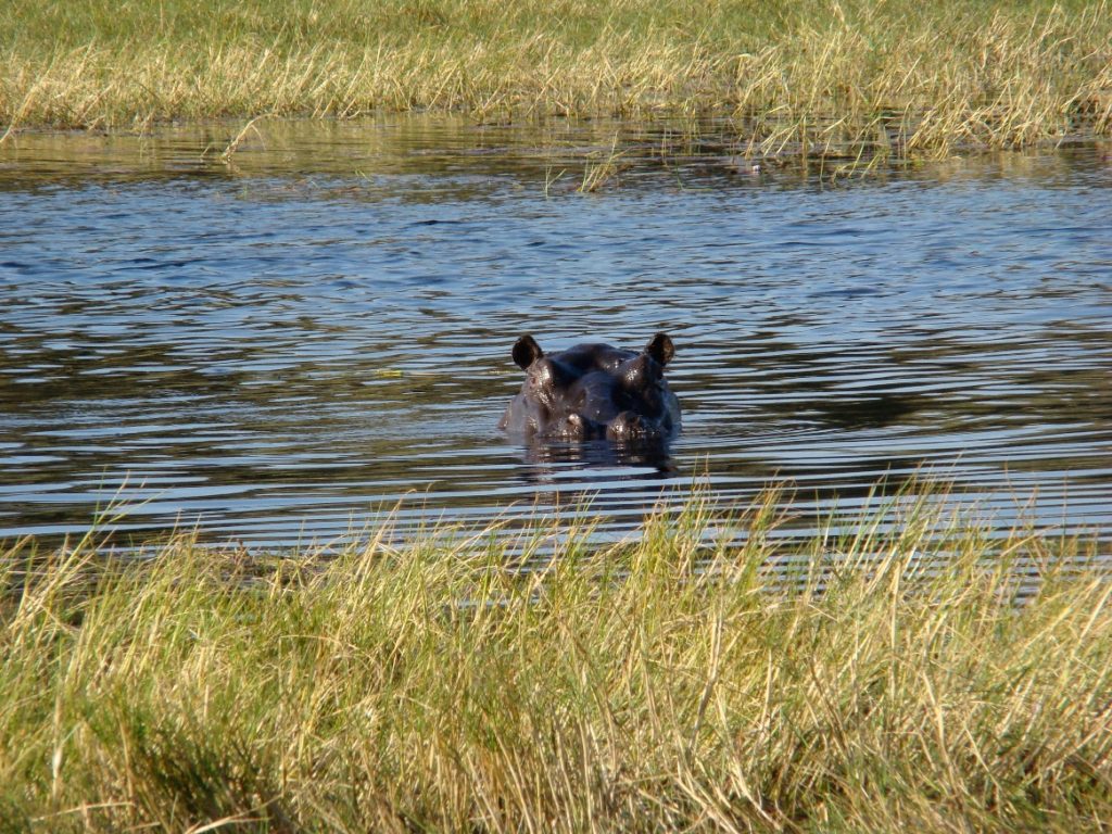 Hippopotamus  on the Okavango Delta