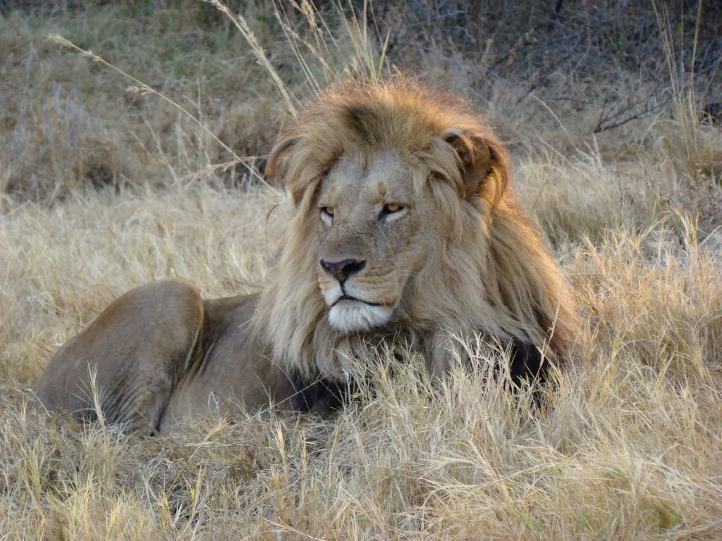 Closeup of a Lion