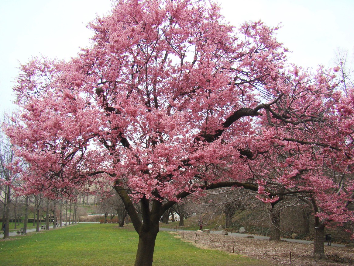 Spring at the Brooklyn Botanical Gardens